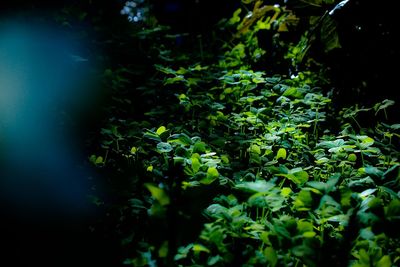 Plants growing in park