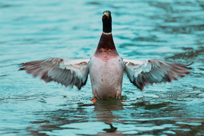 Duck swimming in lake