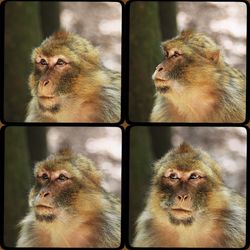 Close-up of monkey sitting in cage