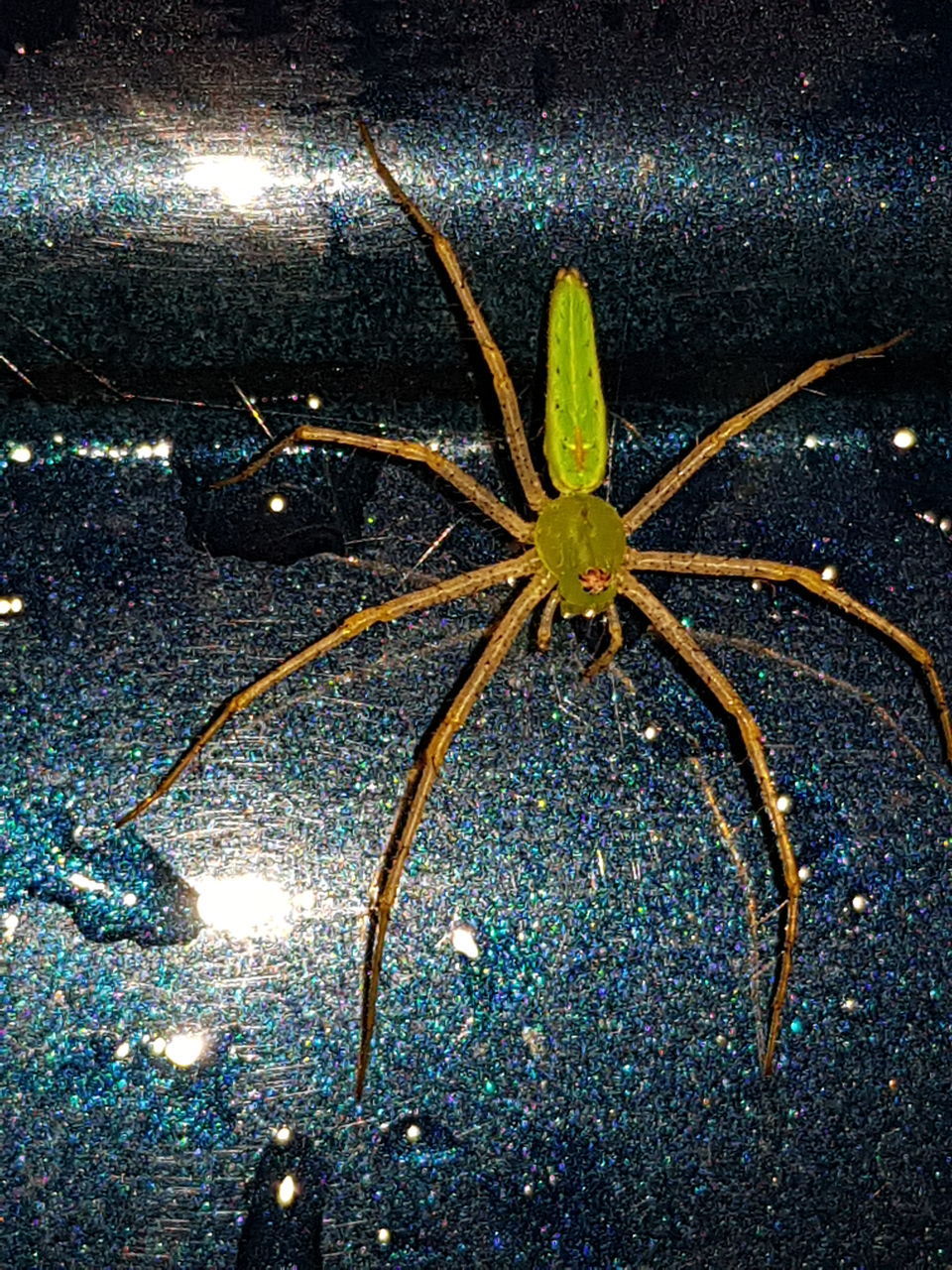 HIGH ANGLE VIEW OF INSECT ON WET SEA