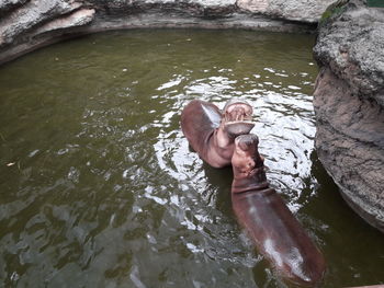 High angle view of hippo on rock by lake