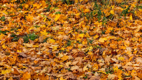 Full frame shot of autumn leaves