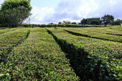 Scenic view of field against sky