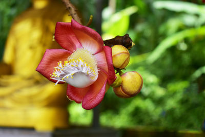 Close-up of pink flowering plant