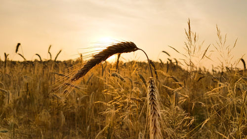 Scenic view of field against sky during sunset