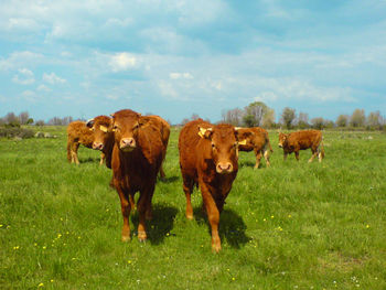 Cow grazing on grassy field