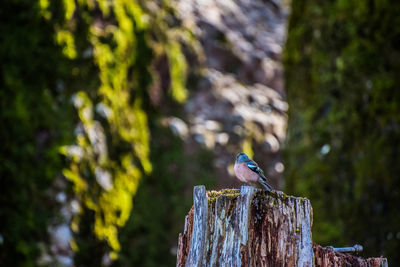 Bird perching on tree stump in forest