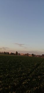 Scenic view of field against clear sky