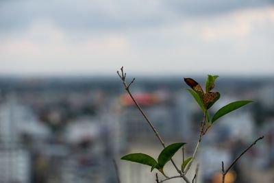 Close-up of flowering plant against sky