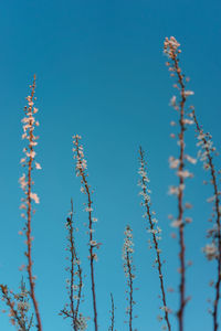 Low angle view of flowering plants against clear blue sky