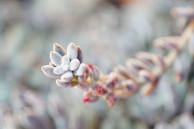 Close-up of flowers against blurred background