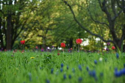 Close-up of flowering plants on field