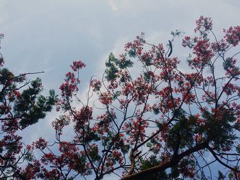 Low angle view of trees against sky