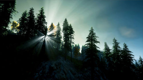 Sunlight streaming through trees in forest against sky