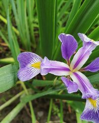 Close-up of purple flowers blooming outdoors
