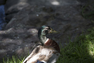 Close-up of duck on field