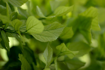 Close-up of fresh green leaves