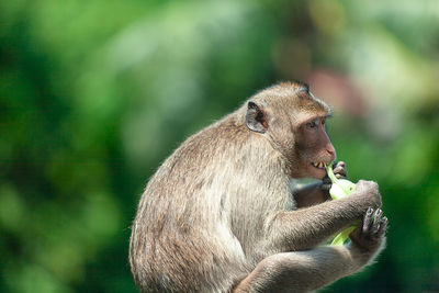 Close-up of squirrel eating outdoors