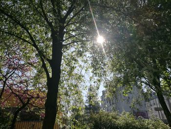 Low angle view of trees against clear sky