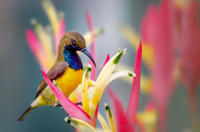 Male sunbird in a colorful surrounding of flowers