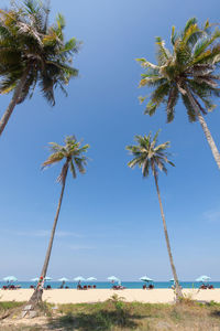 Scenic view of palm trees against clear blue sky