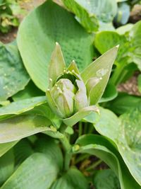 Close-up of succulent plant leaves