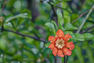 Close-up of orange flower