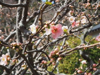 Close-up of apple blossoms in spring