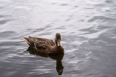 High angle view of female mallard duck swimming in lake