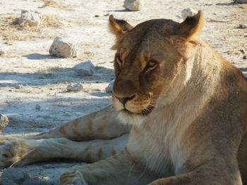 Close-up of lion relaxing outdoors