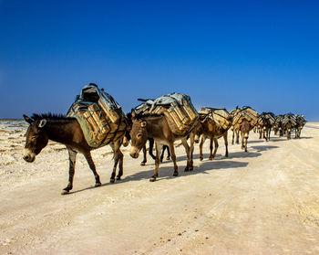 Horses in desert against clear blue sky