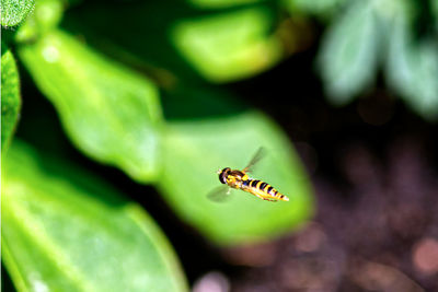 Close-up of insect on leaf
