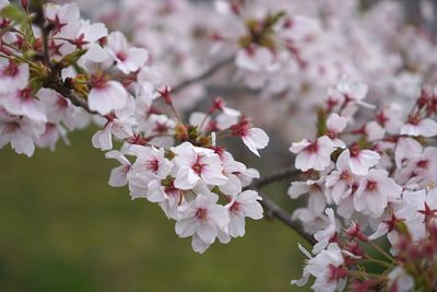 Close-up of pink cherry blossoms in spring