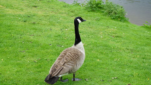 High angle view of bird on field