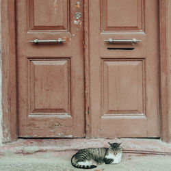 Cat sitting on closed door of house