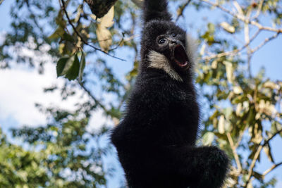 Low angle view of a shouting monkey