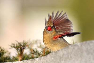 Female northern cardinal