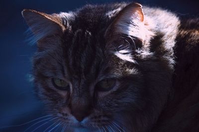 Close-up portrait of a cat