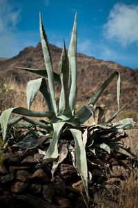 Plants growing on field