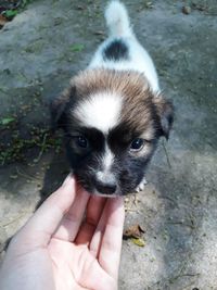 High angle view of person holding dog