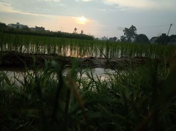 Scenic view of field against sky during sunset