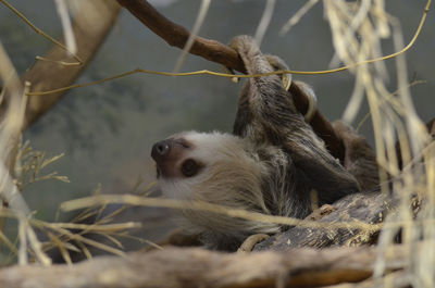 Sloth climbing through the tops of the trees.