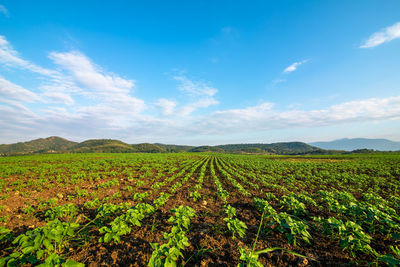 Scenic view of agricultural field against sky