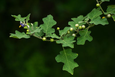 Close-up of green leaves