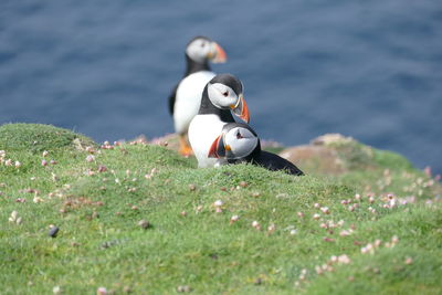 Puffin, orkney islands 