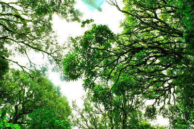 Low angle view of trees against sky