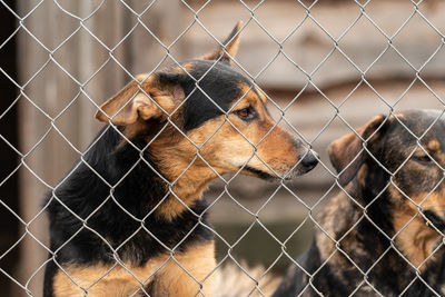 View of a dog seen through chainlink fence