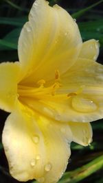 Close-up of wet day lily blooming outdoors