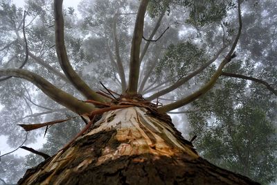 Low angle view of tree against sky