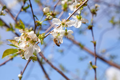 Low angle view of cherry blossoms in spring